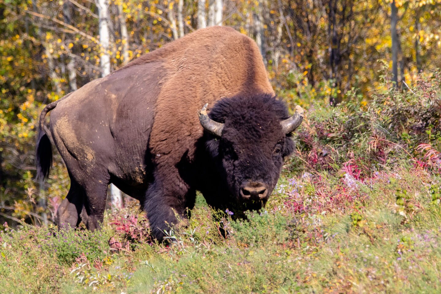 Animal Facts: Wood bison Canadian Geographic