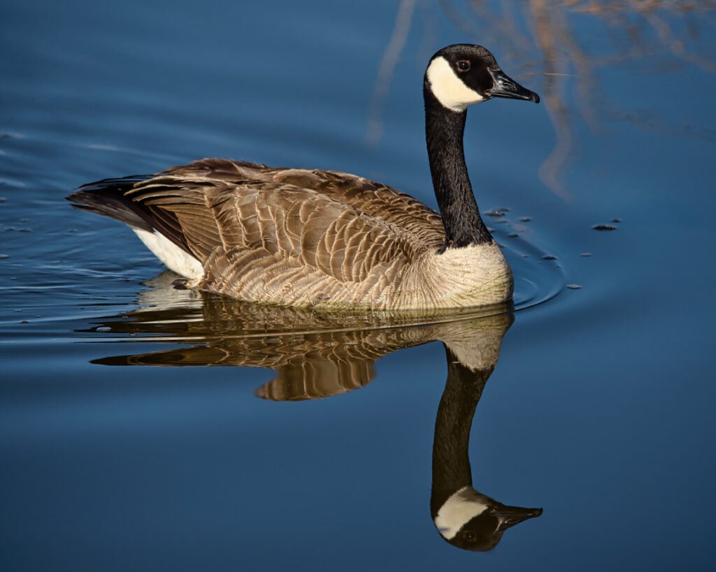 Canada's national bird should be the Canada goose