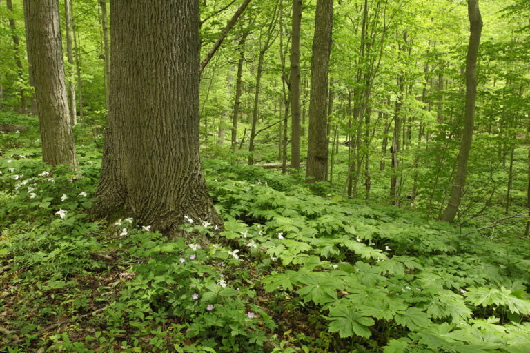 The many benefits of the minuscule but mighty Miyawaki forests