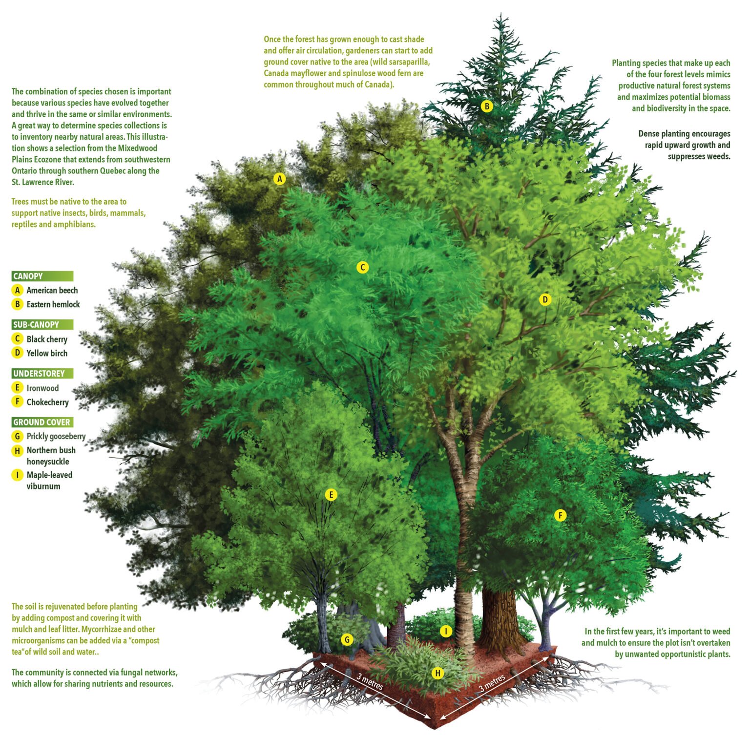 Basic Tree, Tree Identification, Regional and Community Forestry, School  of Natural Resources