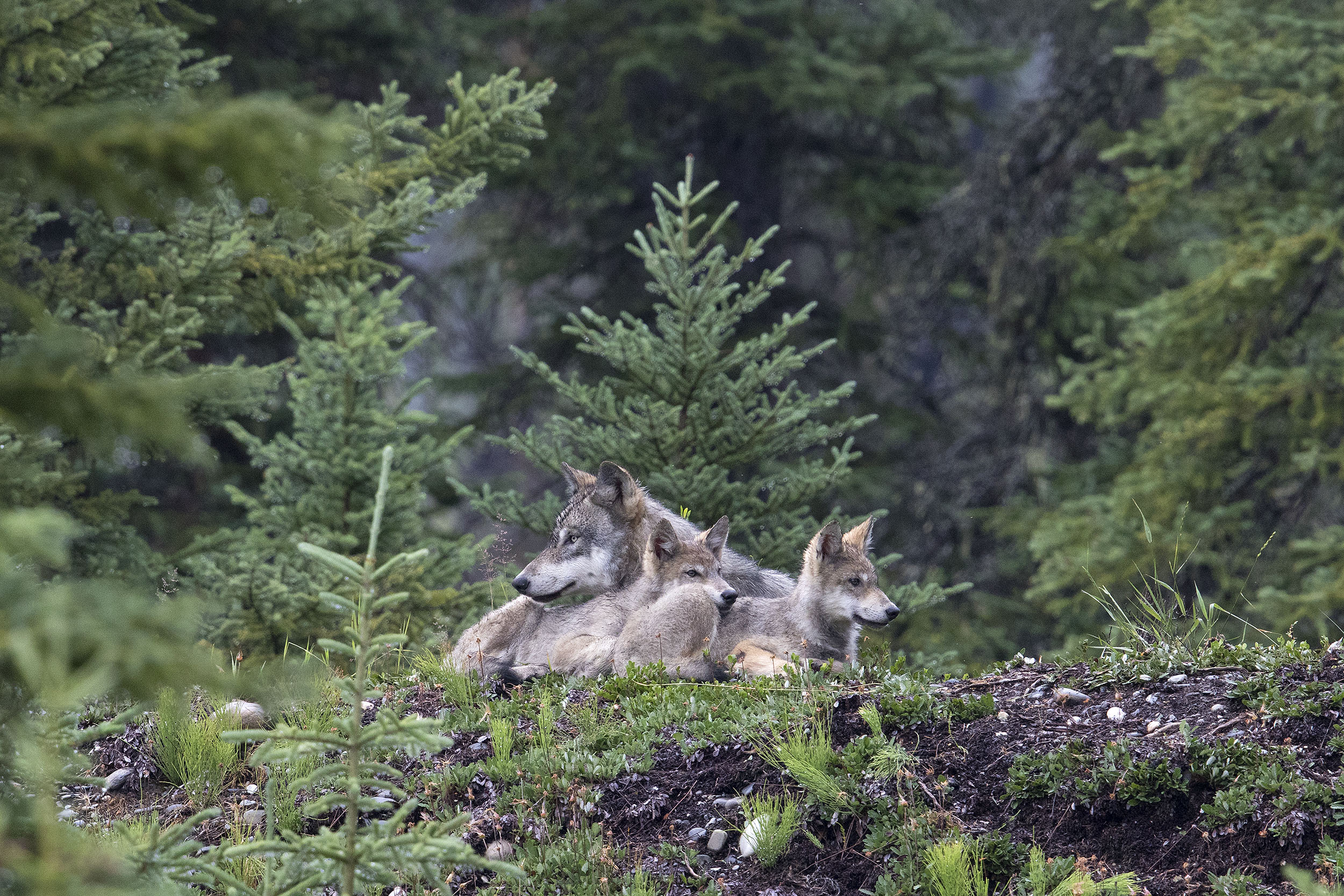 Wildlife photographer spends five years following a wild wolf pack in