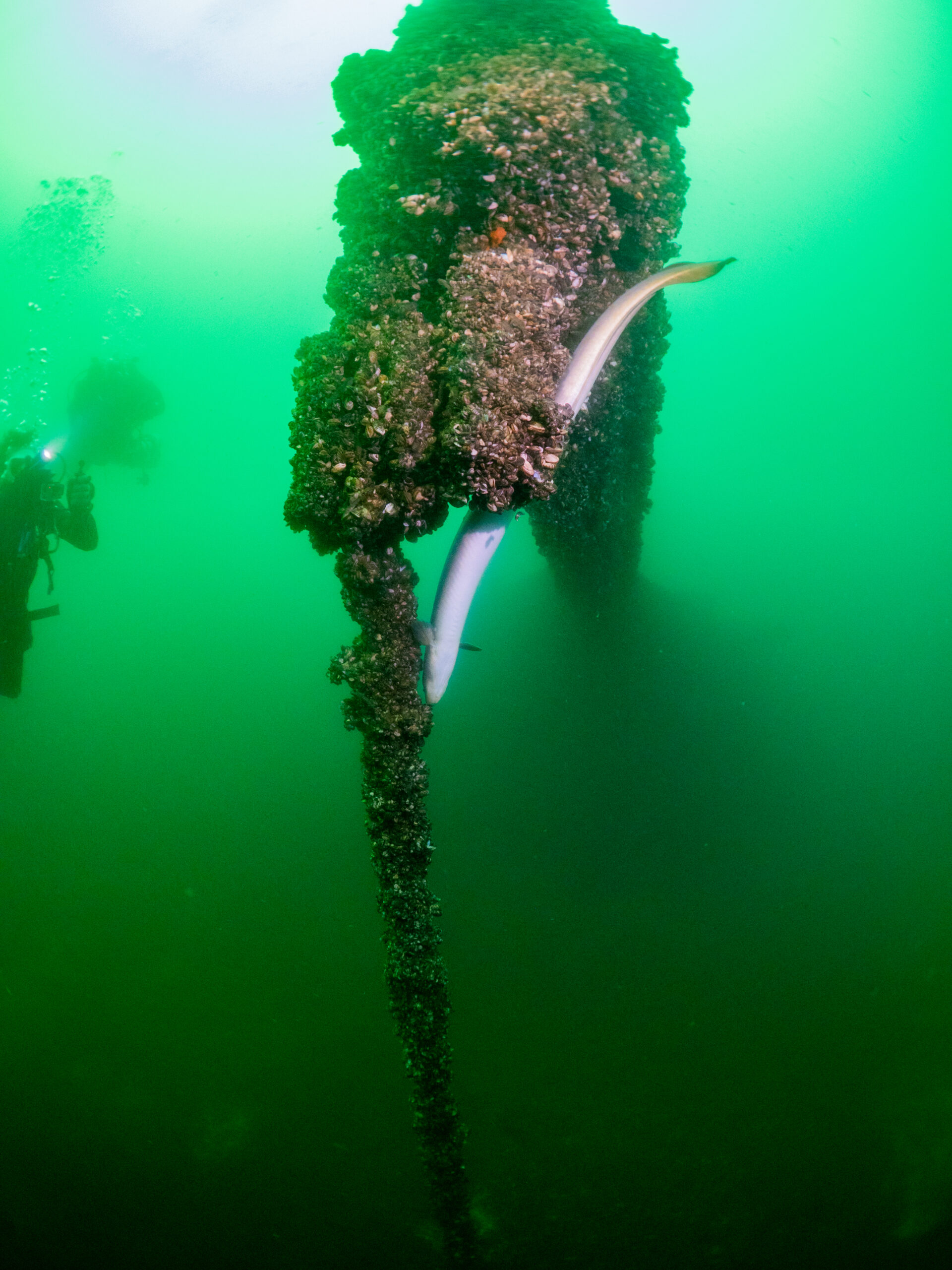 Diving Kingston’s shipwrecks: The hidden histories of Lake Ontario ...