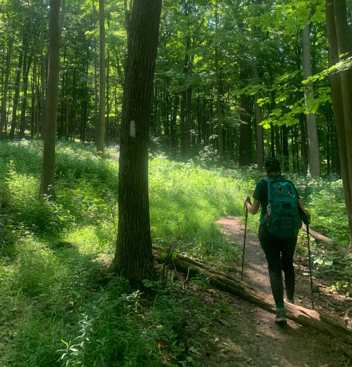 Into the woods My first multiday hike Canadian Geographic