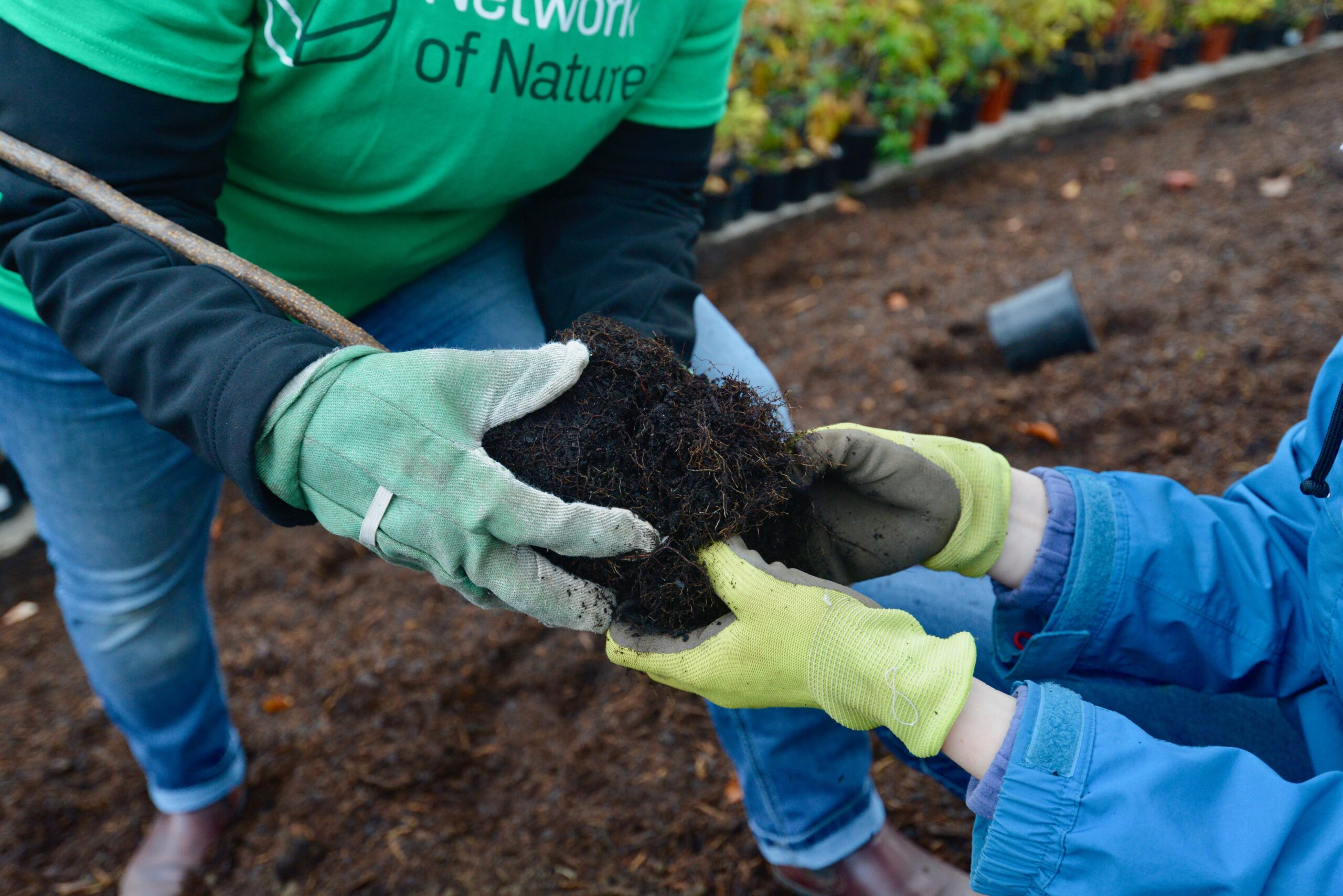 Using Native Plants to Support Biodiversity in Canada - Featured Image