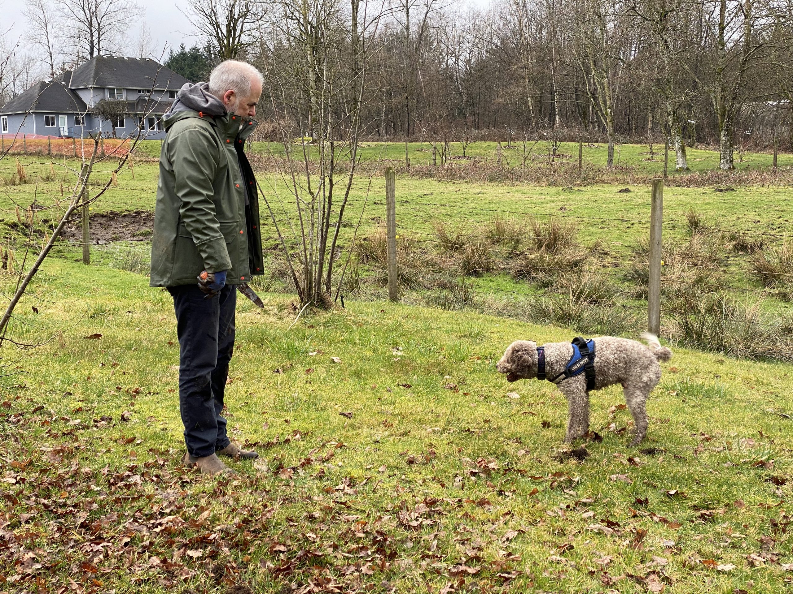 Hound found on the hunt for truffles in British Columbia Canadian