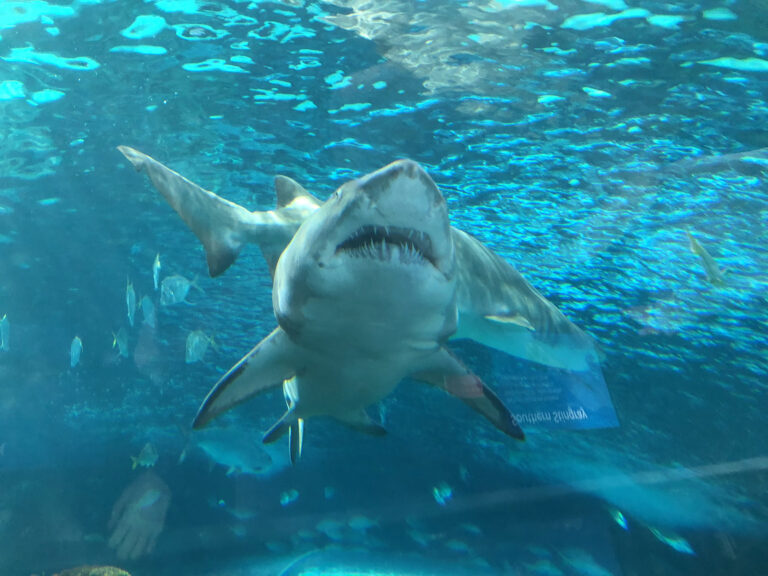 Family fun at Hotel X Toronto Canadian Geographic