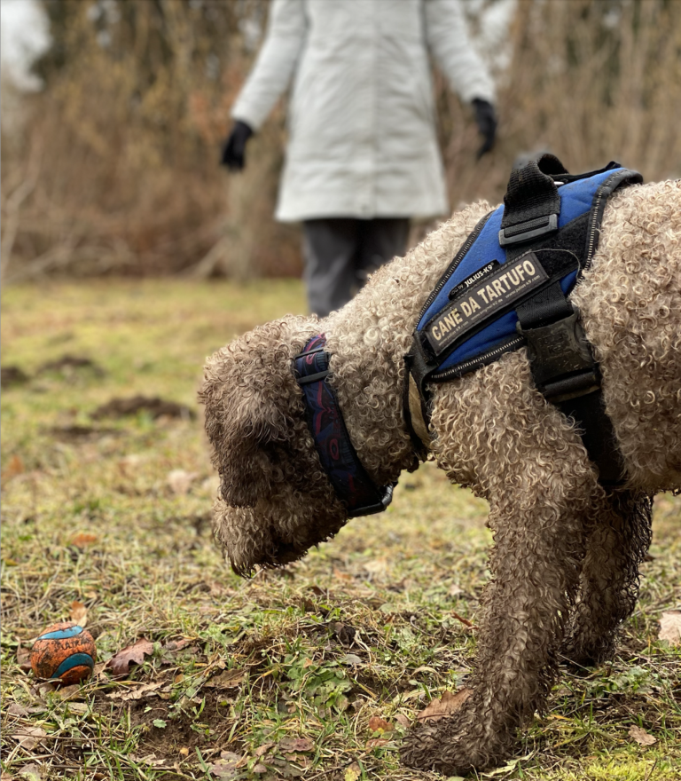 Hound found on the hunt for truffles in British Columbia Canadian