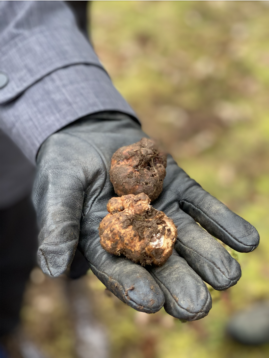 Hound found on the hunt for truffles in British Columbia Canadian