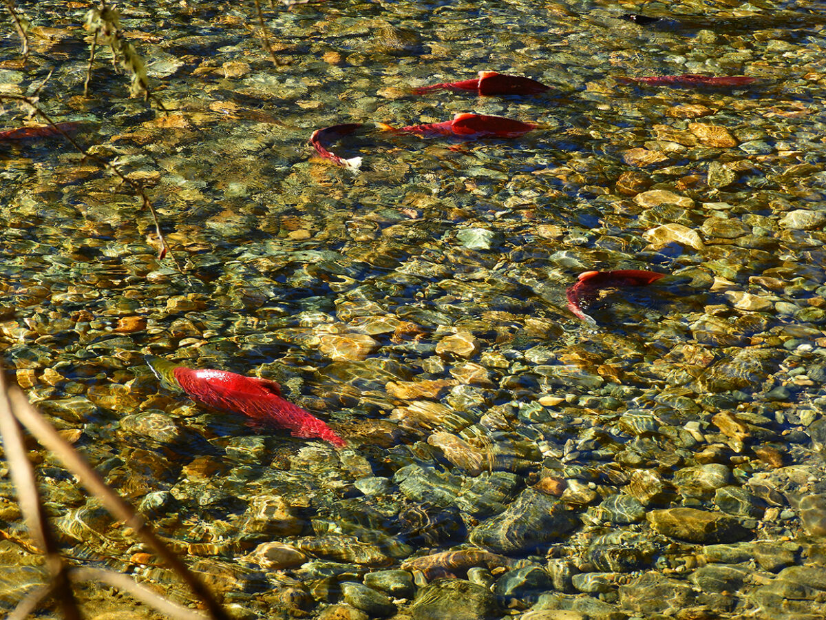 “Maybe they are happy to be home” Watching the salmon run in British
