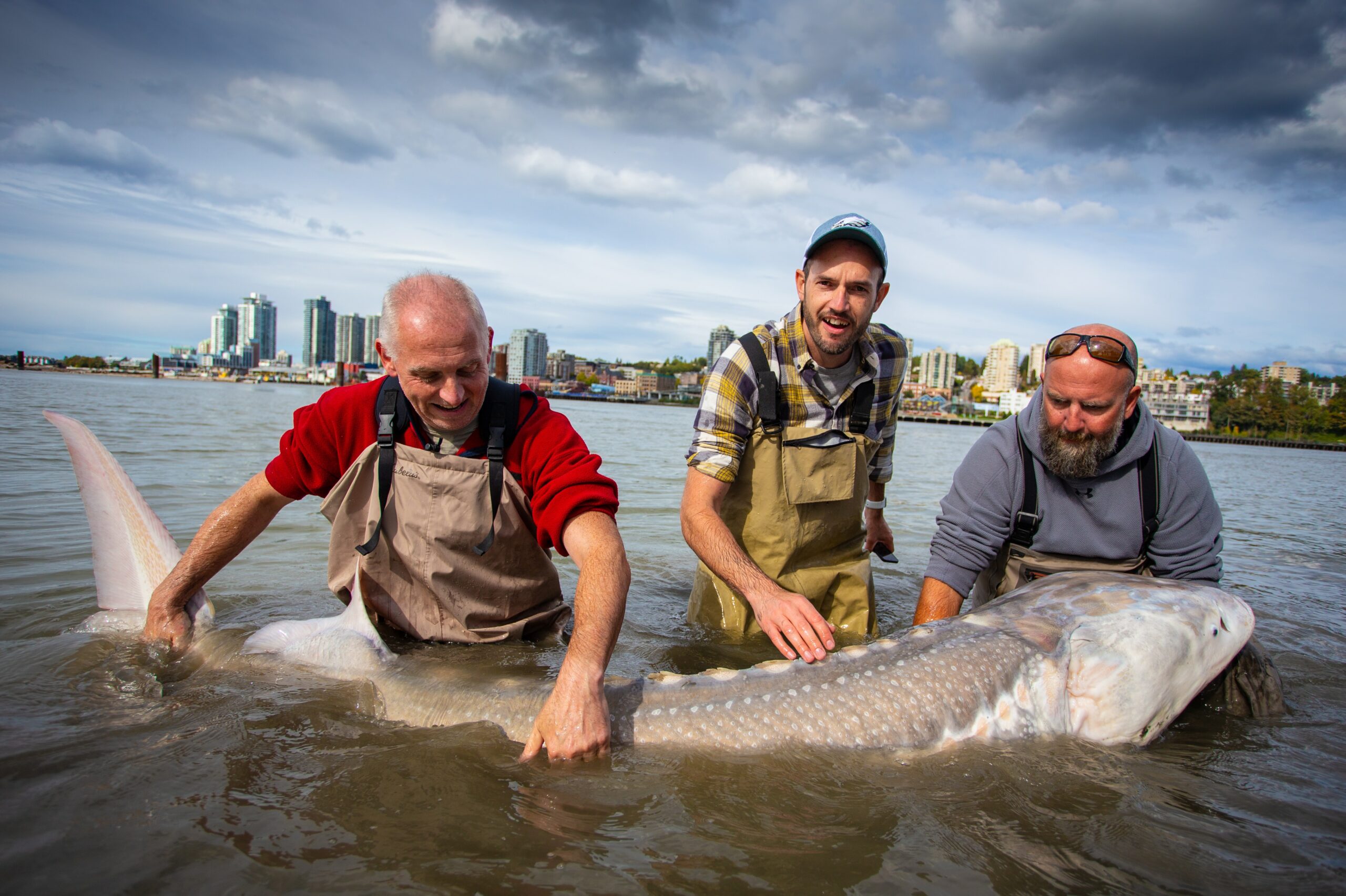 Wildlife Wednesday what’s happening to Nechako River’s giant sturgeon