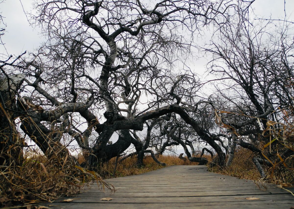 The Crooked Bush Saskatchewan s Botanical Phenomenon Canadian Geographic