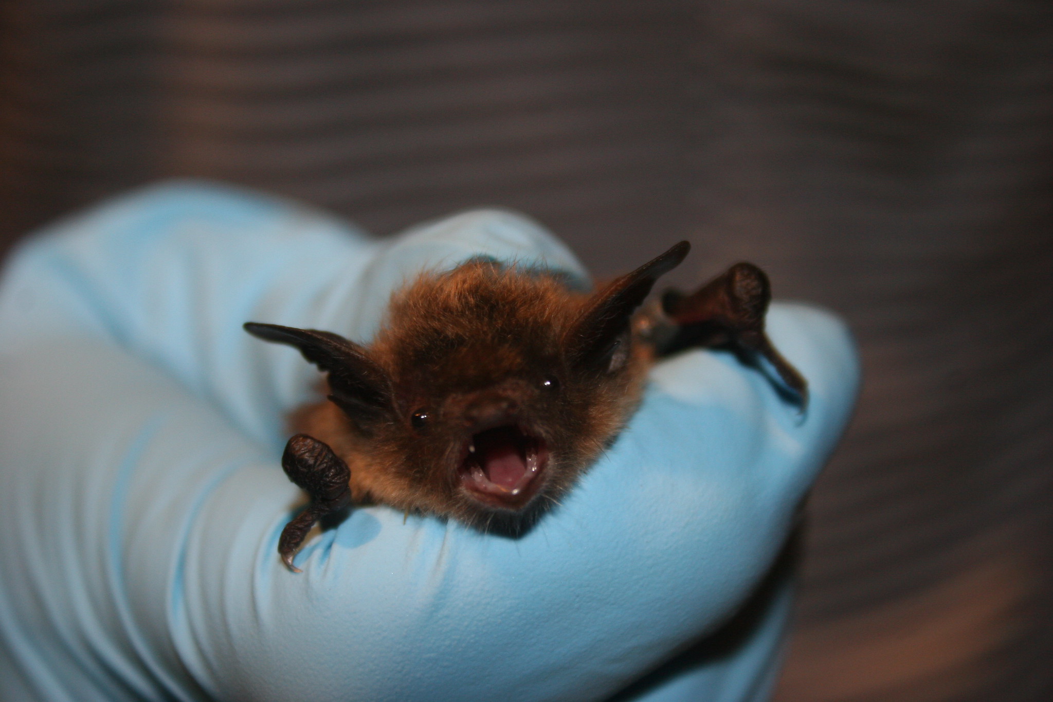 Wildlife Wednesday Can Frozen yogurt Save The Little Brown Bat Canadian Geographic