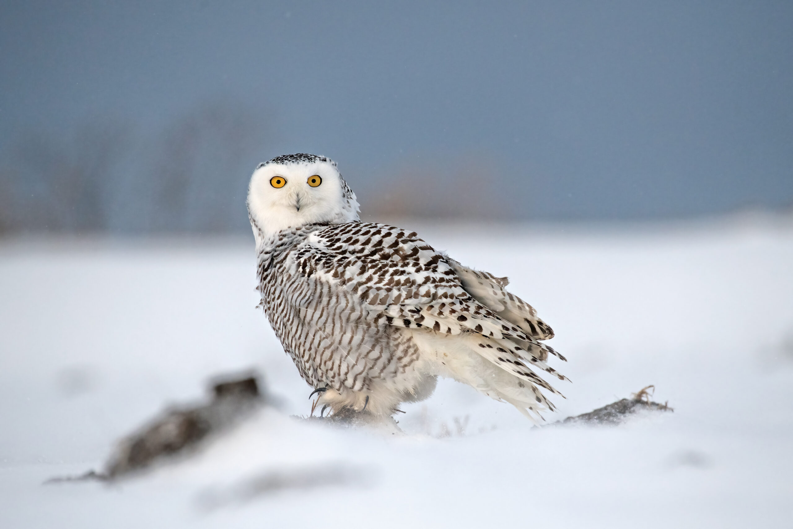 On silent wings Can snowy owls survive a warming climate? Canadian