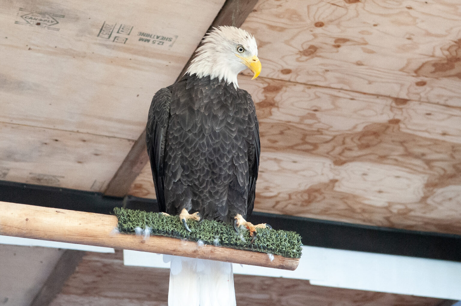 a bald eagle rests on its perch