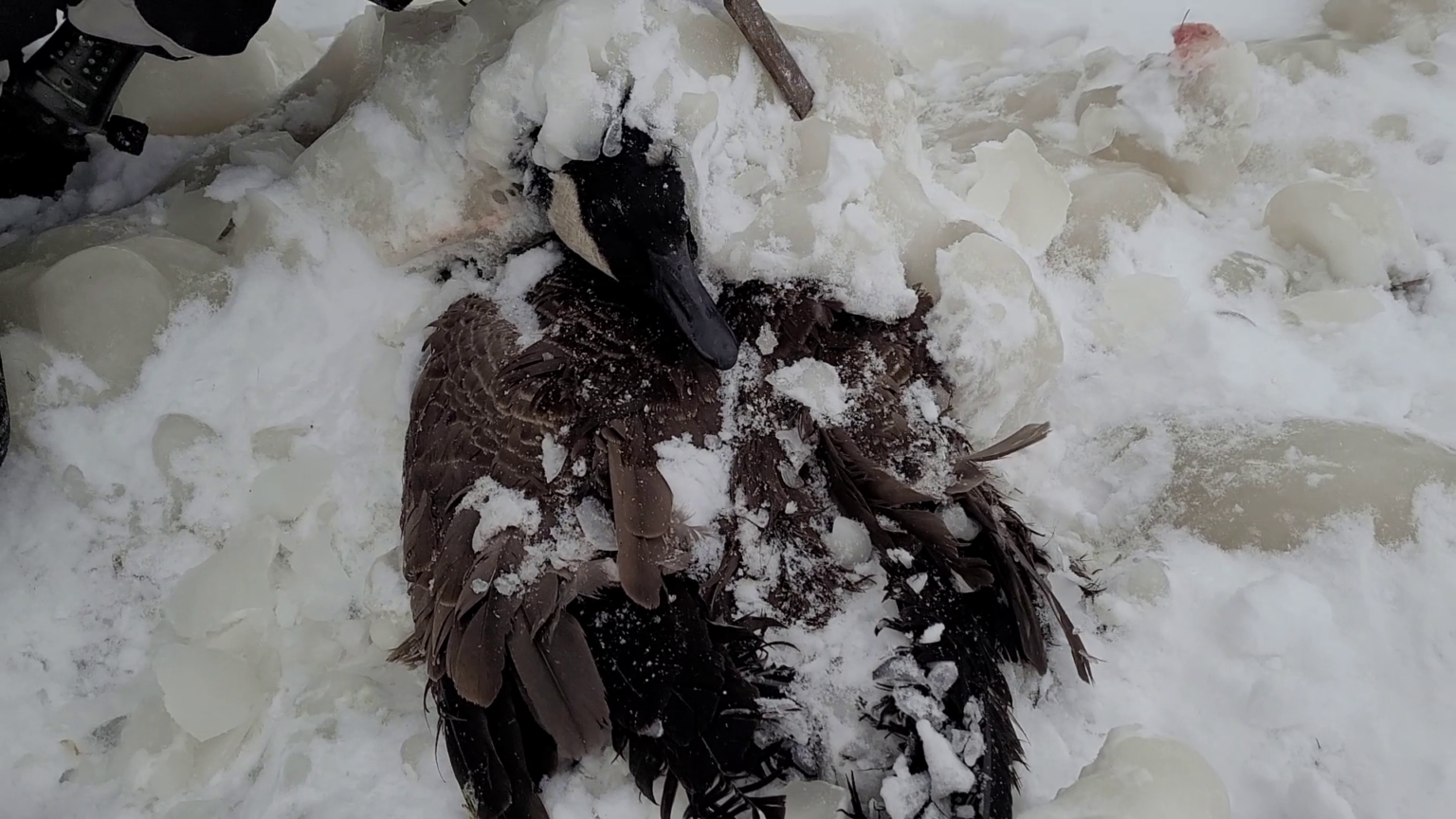 Canada goose frozen in ice