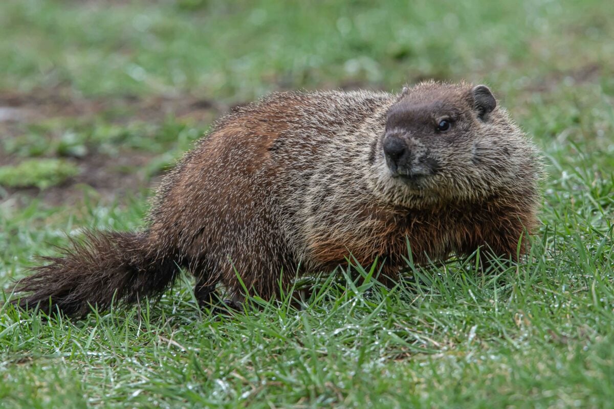 Would you trust a groundhog? | Canadian Geographic