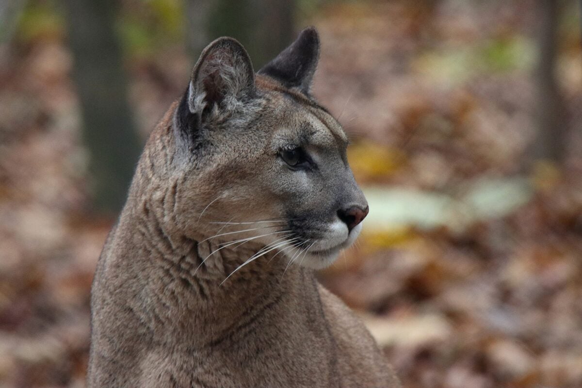 Wildlife Wednesday: Washington cougar boldly swims where no cougar