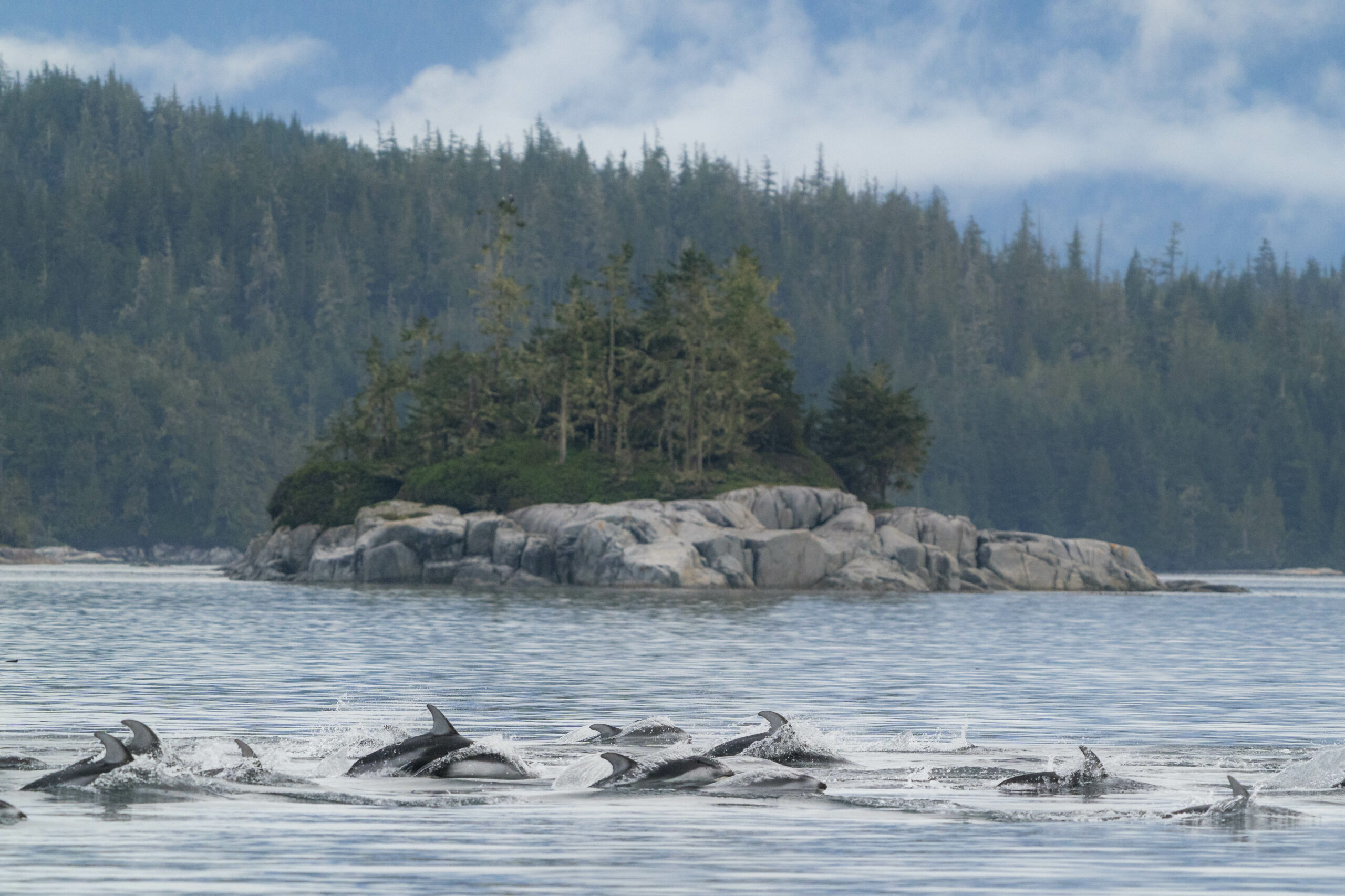 A labour of love: Using photo-identification to track Pacific white ...