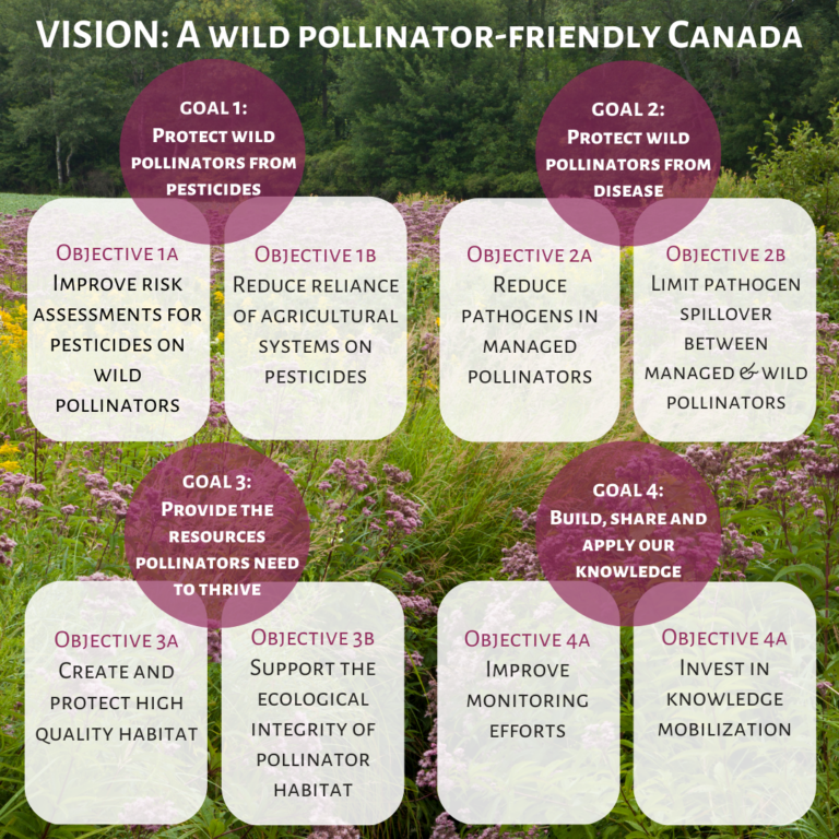 Working towards a wild pollinator strategy for Canada | Canadian Geographic