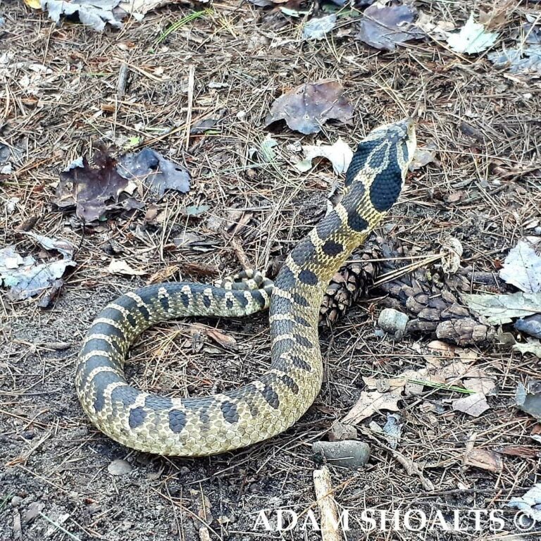 Adam Shoalts is on a mission to photograph every snake species native ...