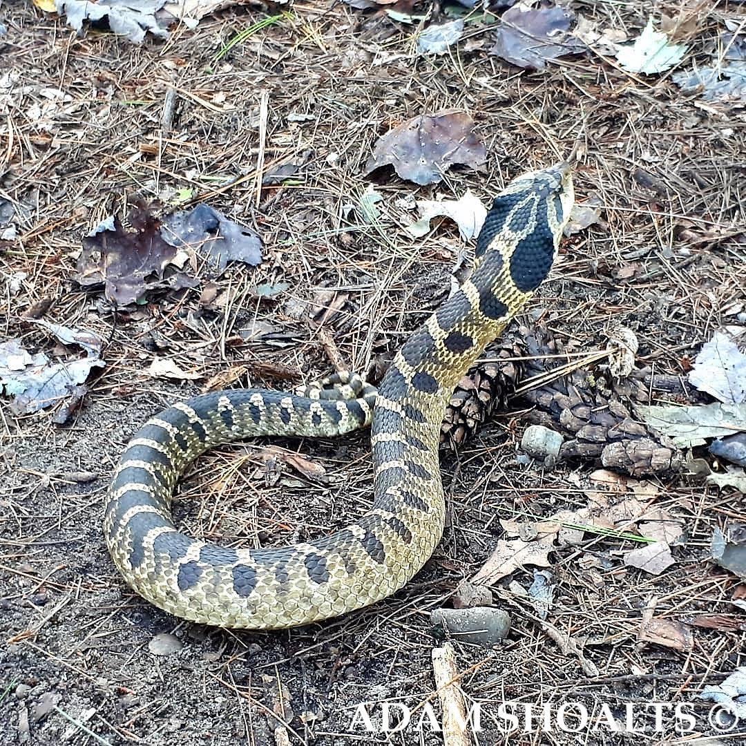 Adam Shoalts is on a mission to photograph every snake species native