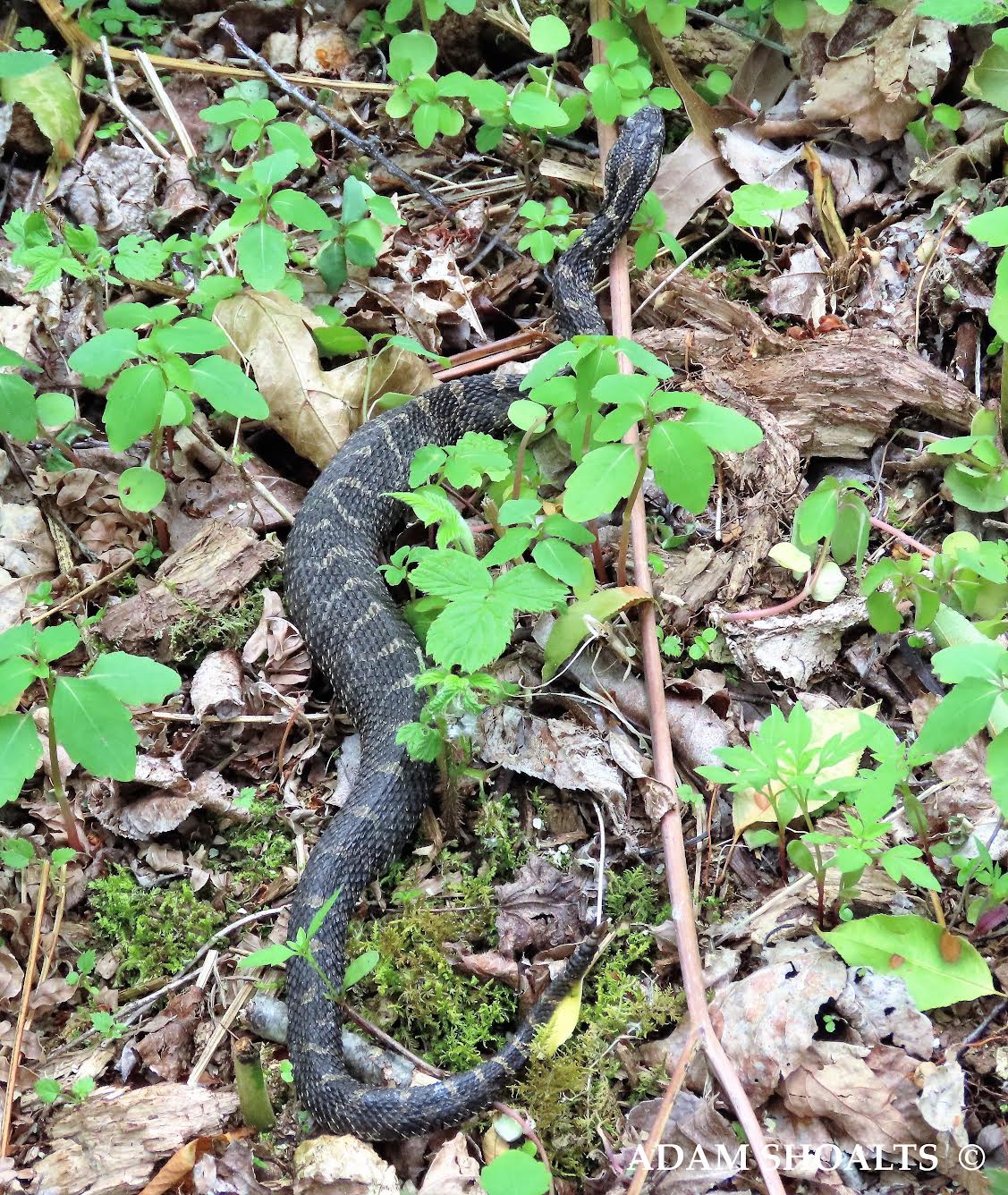Adam Shoalts is on a mission to photograph every snake species native