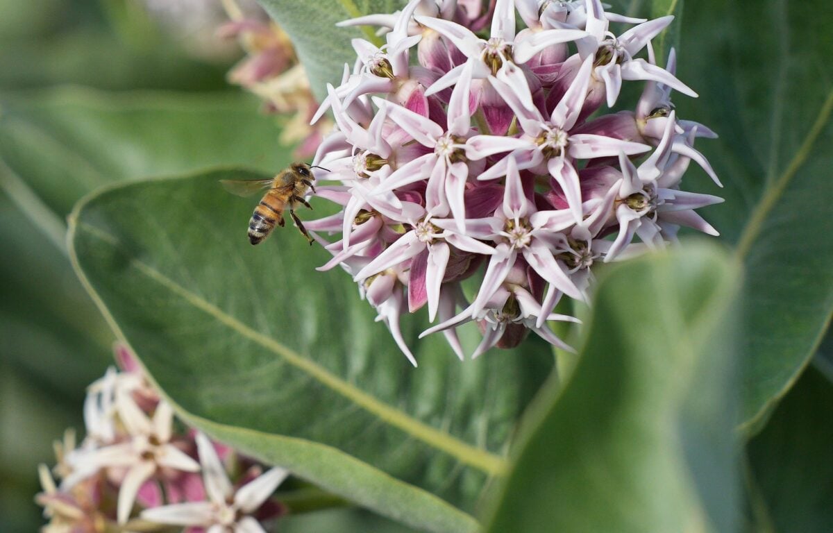 Biodiversity by design A birds and bees tour of Calgary Canadian