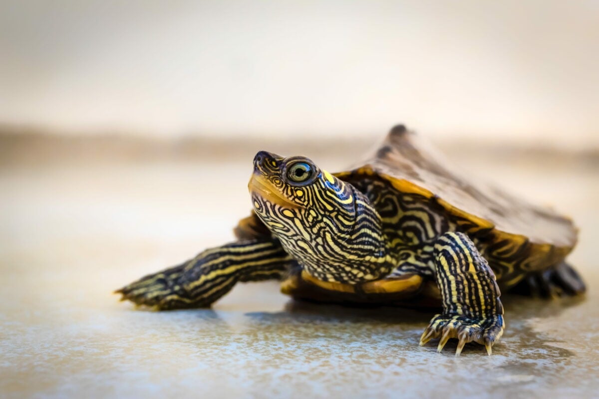 Wildlife Wednesday: Northern map turtles “breathe” through their skin ...