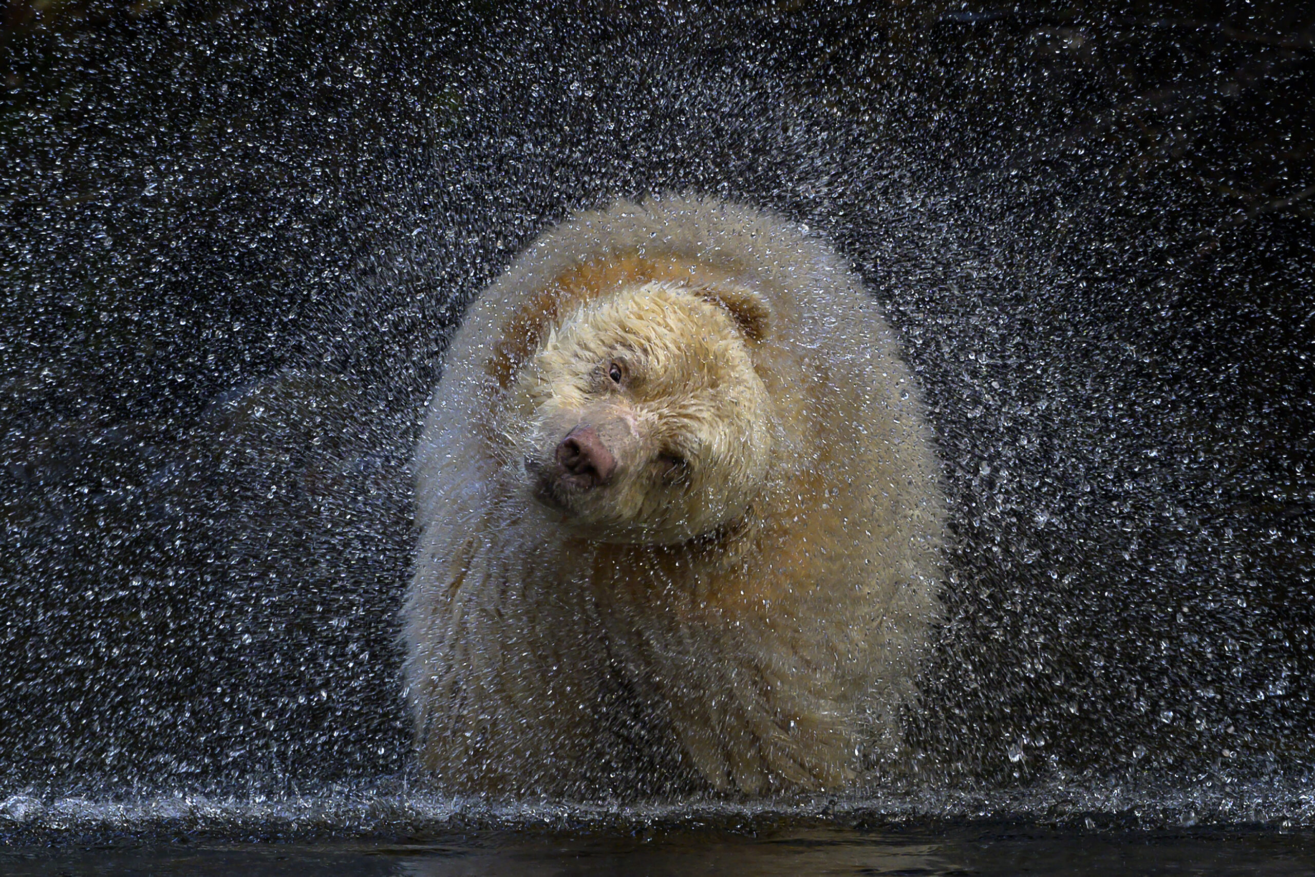 Michelle Valberg on her career as a wildlife photographer | Canadian ...