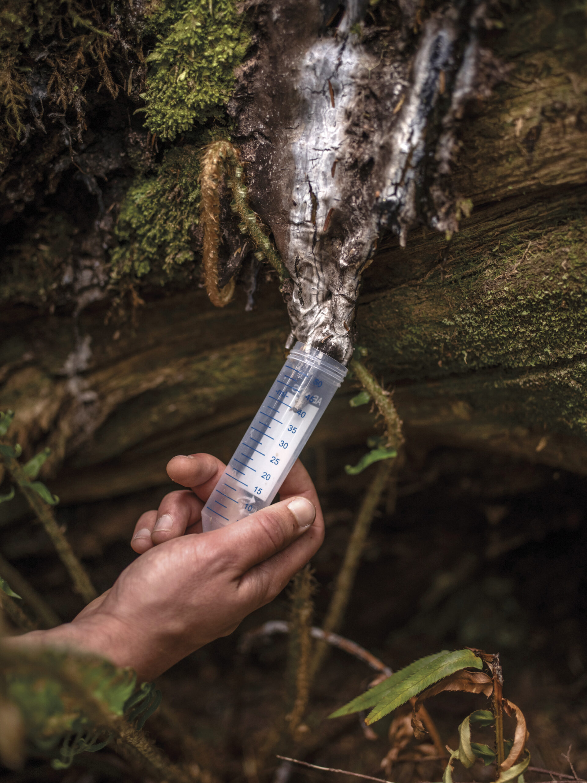 The hidden world of fungi | Canadian Geographic