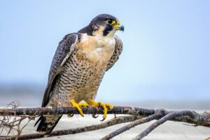 The peregrine falcon’s remarkable turnaround | Canadian Geographic