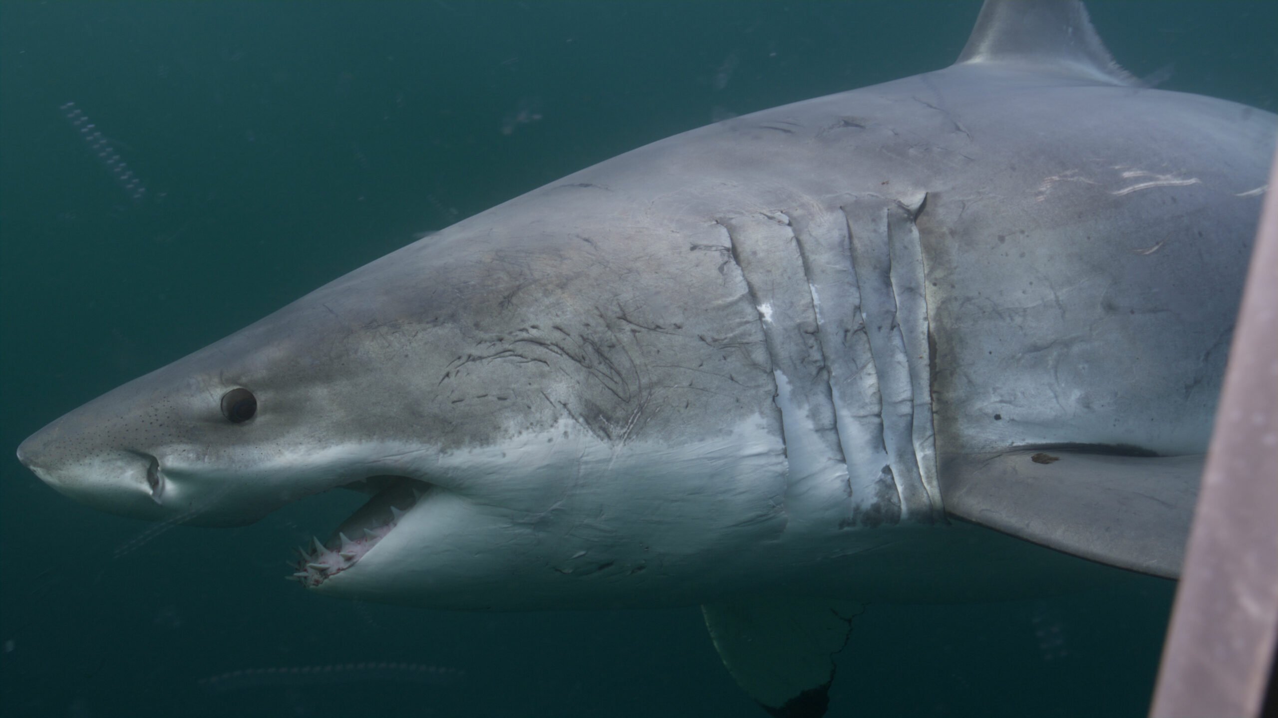 Jawsome behind the scenes of Canada’s newest great white shark