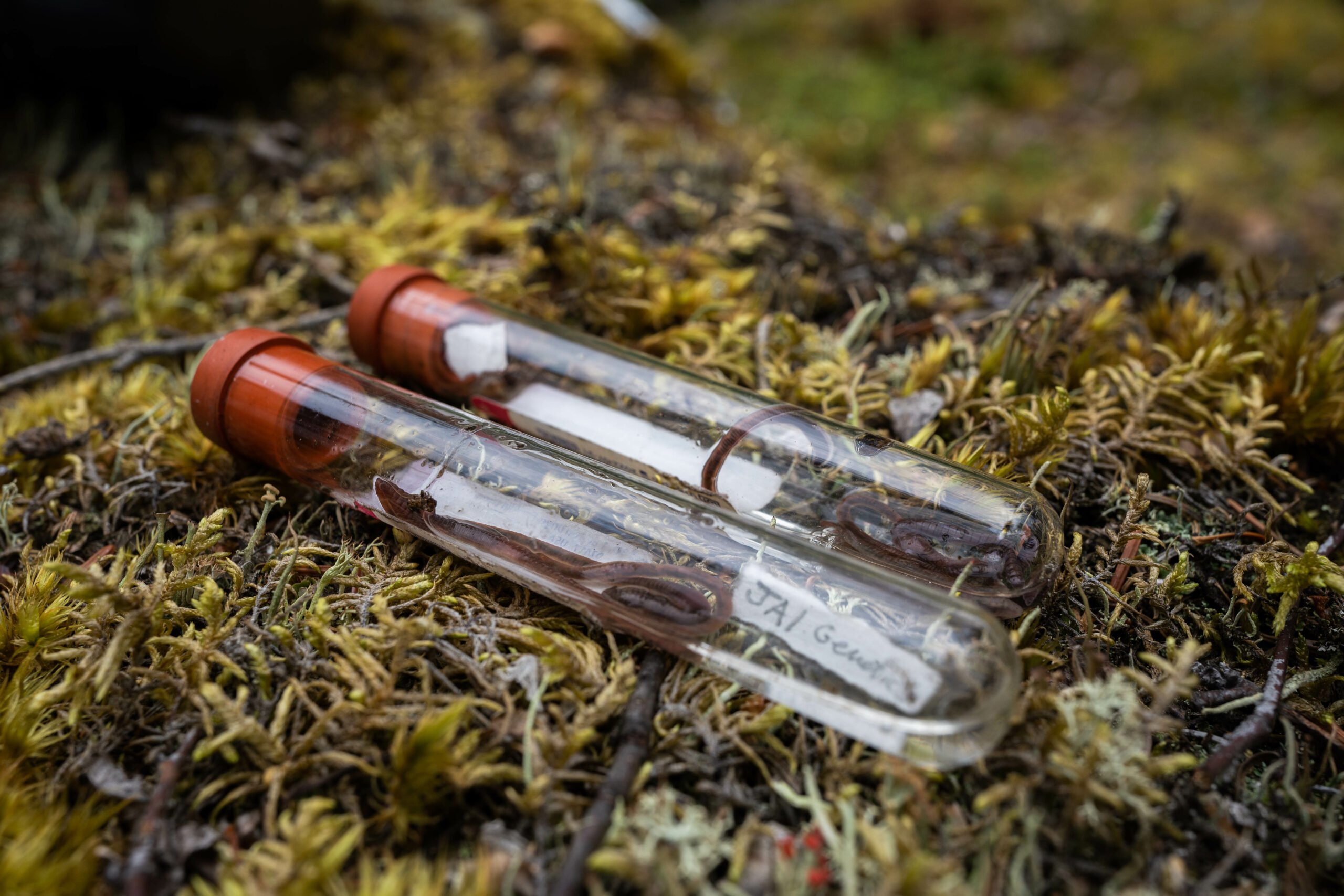 The Silent Migration of the British Driveway