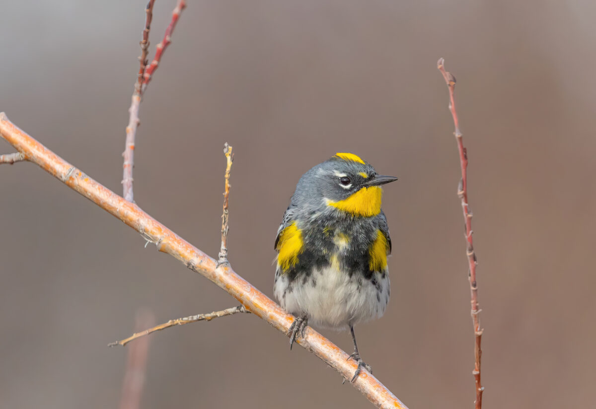 Study Reveals How Canadian Songbirds Change Their Bodies During Migration Canadian Geographic