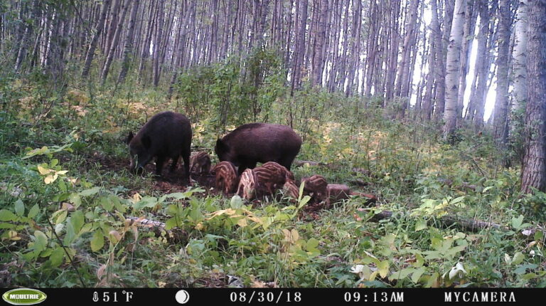 Can we beat back the boar? | Canadian Geographic