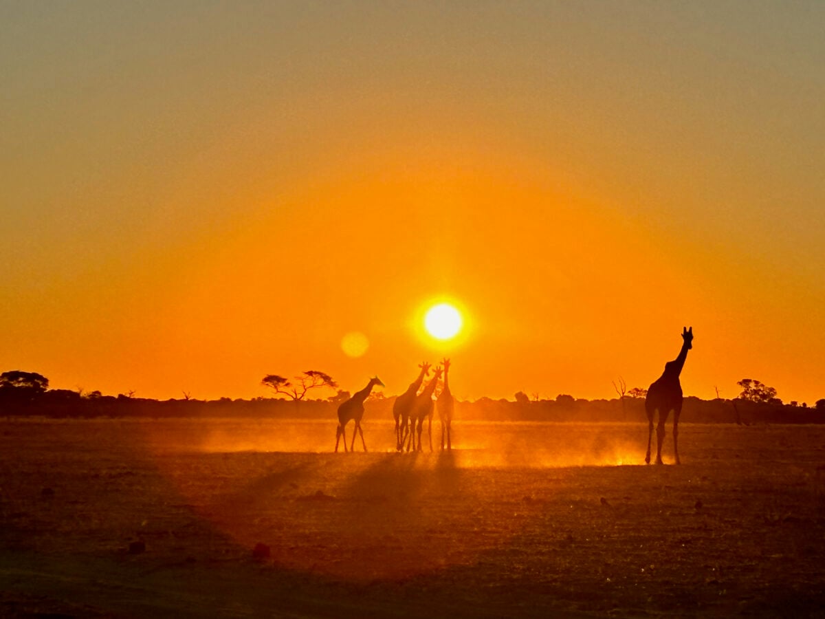 Sunset-HERO-2-giraffes-in-the-