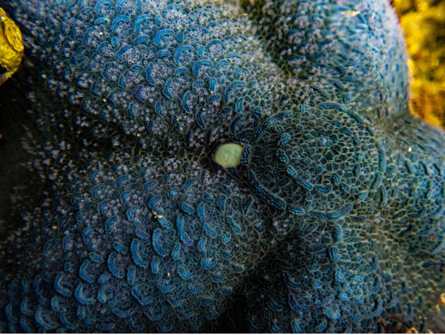 Melting away: The fight against Sea Star Wasting Disease | Canadian ...