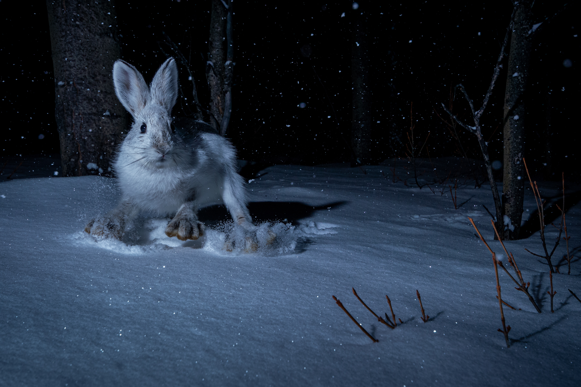 Announcing the winners of the 2024 Canadian Wildlife Photography of the ...
