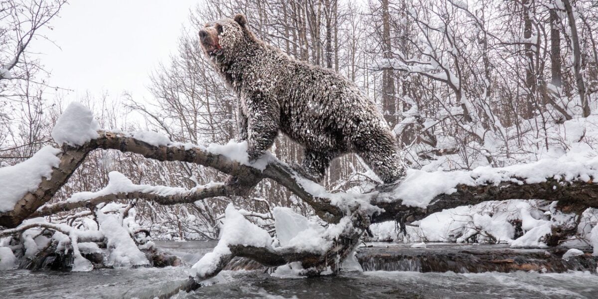 The good bear: Co-existence on Yukon's Klukshu River | Canadian