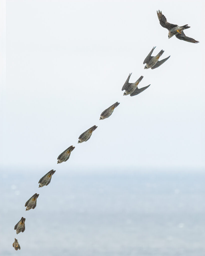 A composite photo of a peregrine falcon diving into the ocean