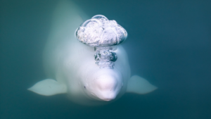 A beluga surfaces in the St. Lawrence River