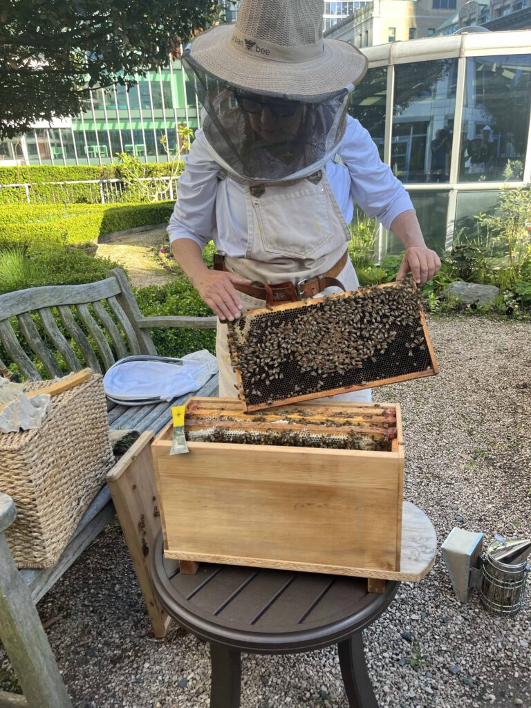 A beekeeper shows a beehive frame covered in honeybees