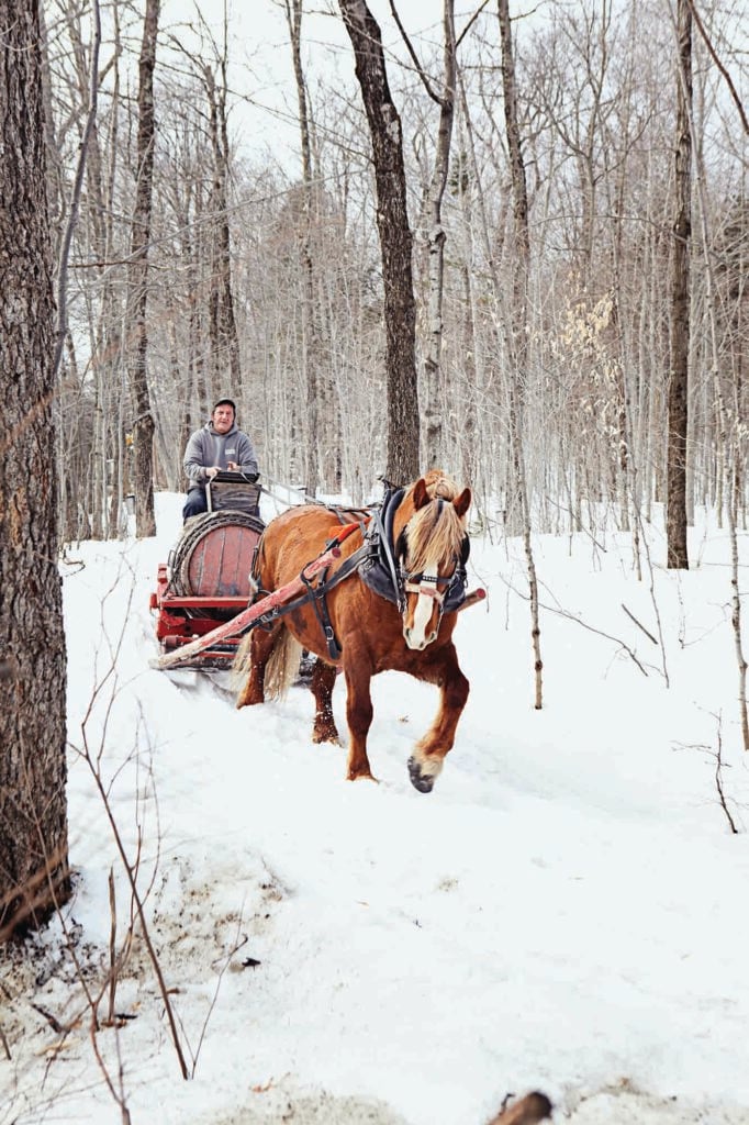 A horse pulls a man and a large barrel of maple sap through the sugar bush