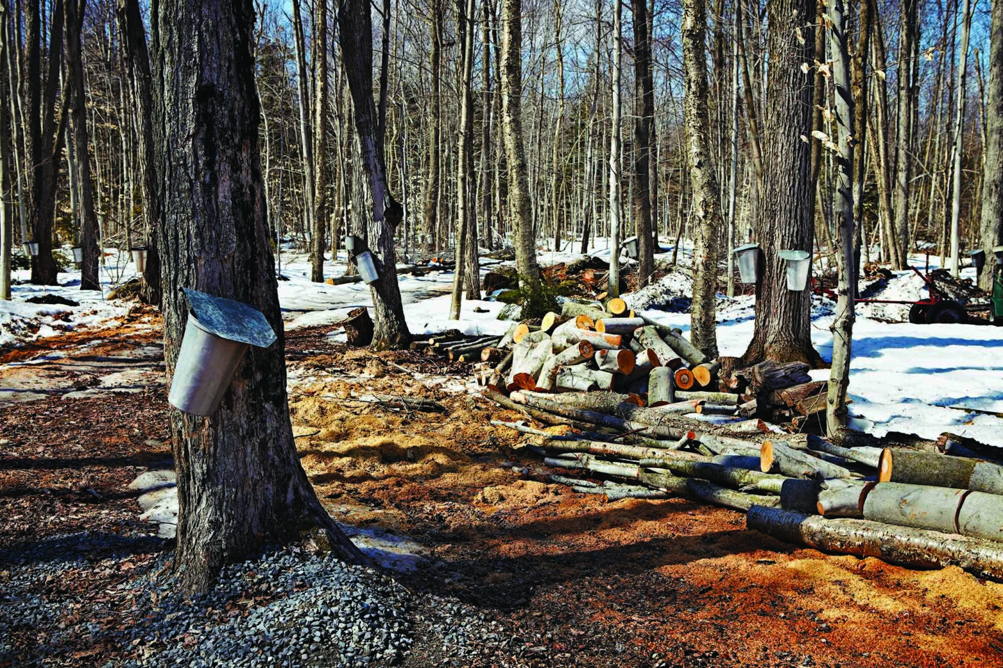 maple trees in a forest are tapped with spiles and buckets to collect sap