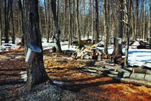 maple trees in a forest are tapped with spiles and buckets to collect sap
