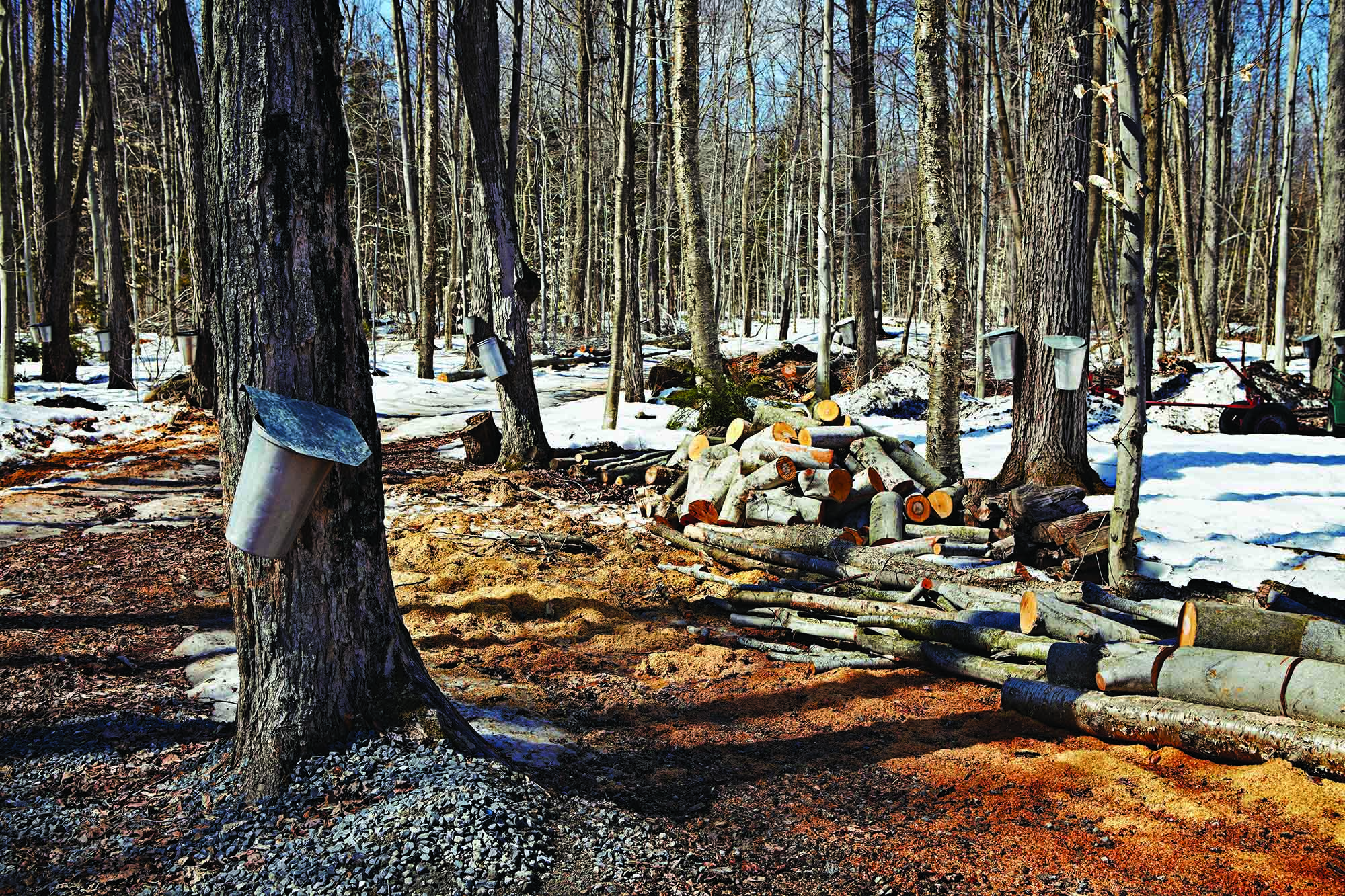 maple trees in a forest are tapped with spiles and buckets to collect sap