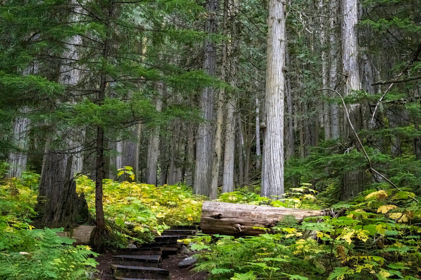a boardwalk through an ancient old-growth forest in B.C.