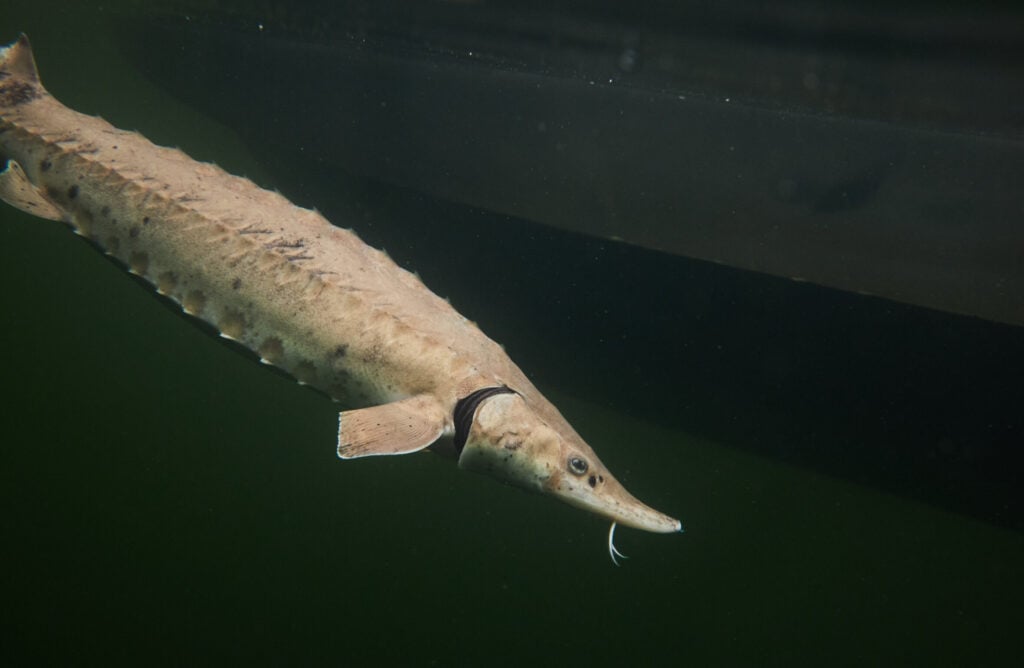 a sturgeon swims down into dark waters