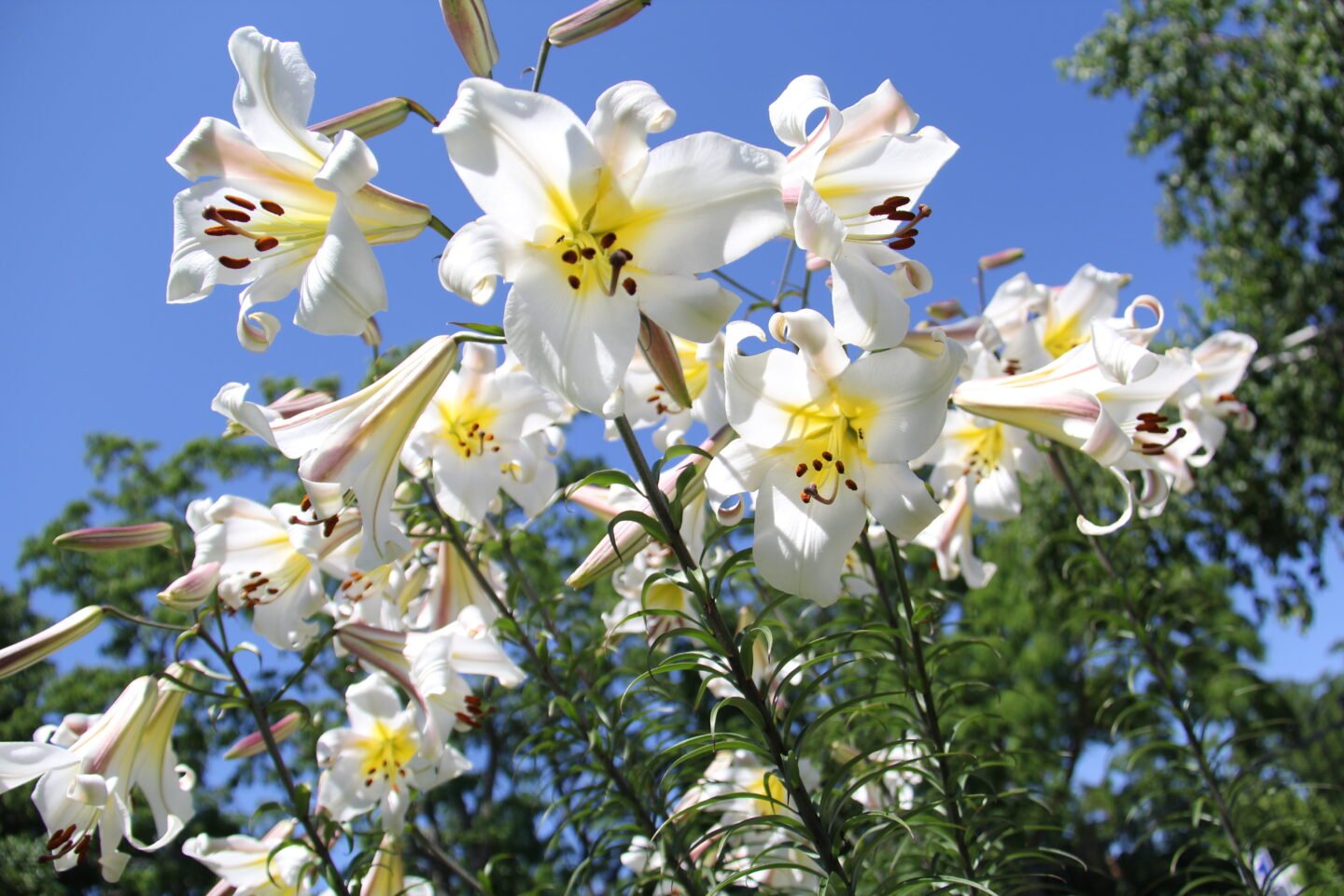 A clump of tall white Creelman lilies