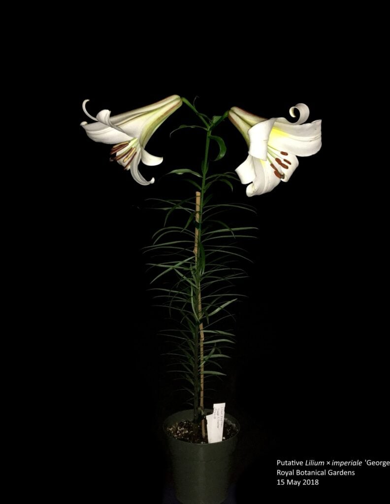 A single Creelman lily